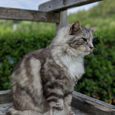 One of the farm house's cats, a grey tabby, sitting on a wooden outdoor bench.