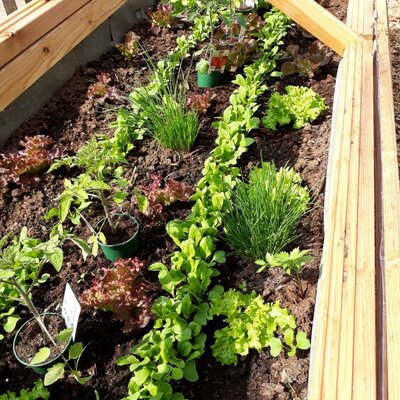 A raised garden bed at the Farm House, cultivating various types of lettuce, herbs, and young vegetable plants.