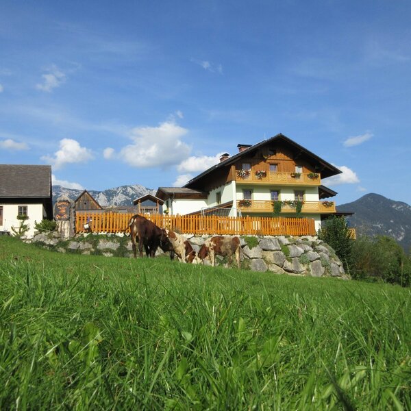 summerholiday on the farm