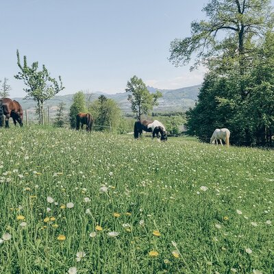 The organic farm's lush, flowering meadow with grazing horses against a scenic forest backdrop.