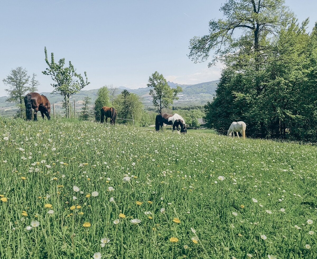 The organic farm's lush, flowering meadow with grazing horses against a scenic forest backdrop.