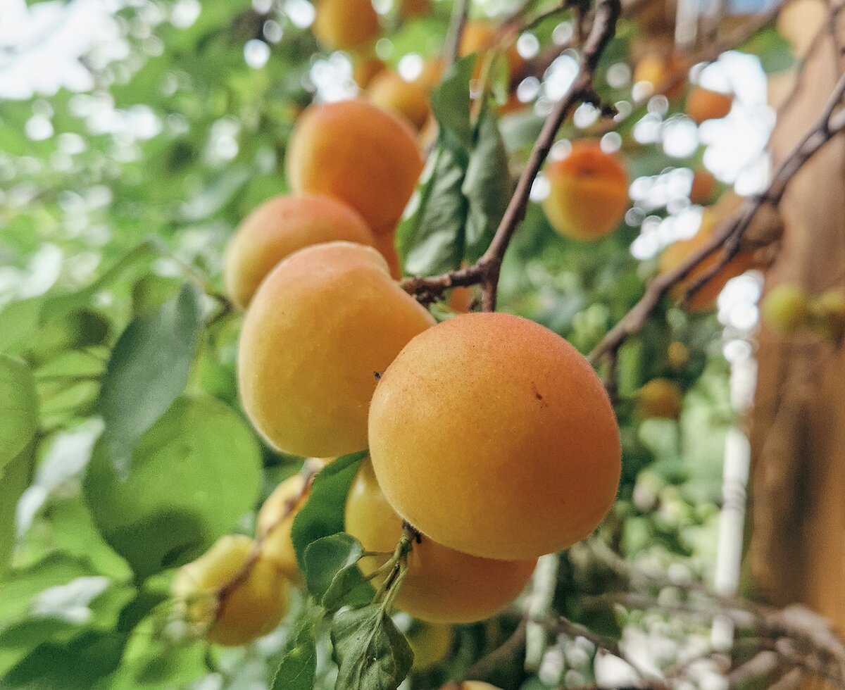 Fresh, ripe apricots hanging from a branch in the organic farm's lush garden.