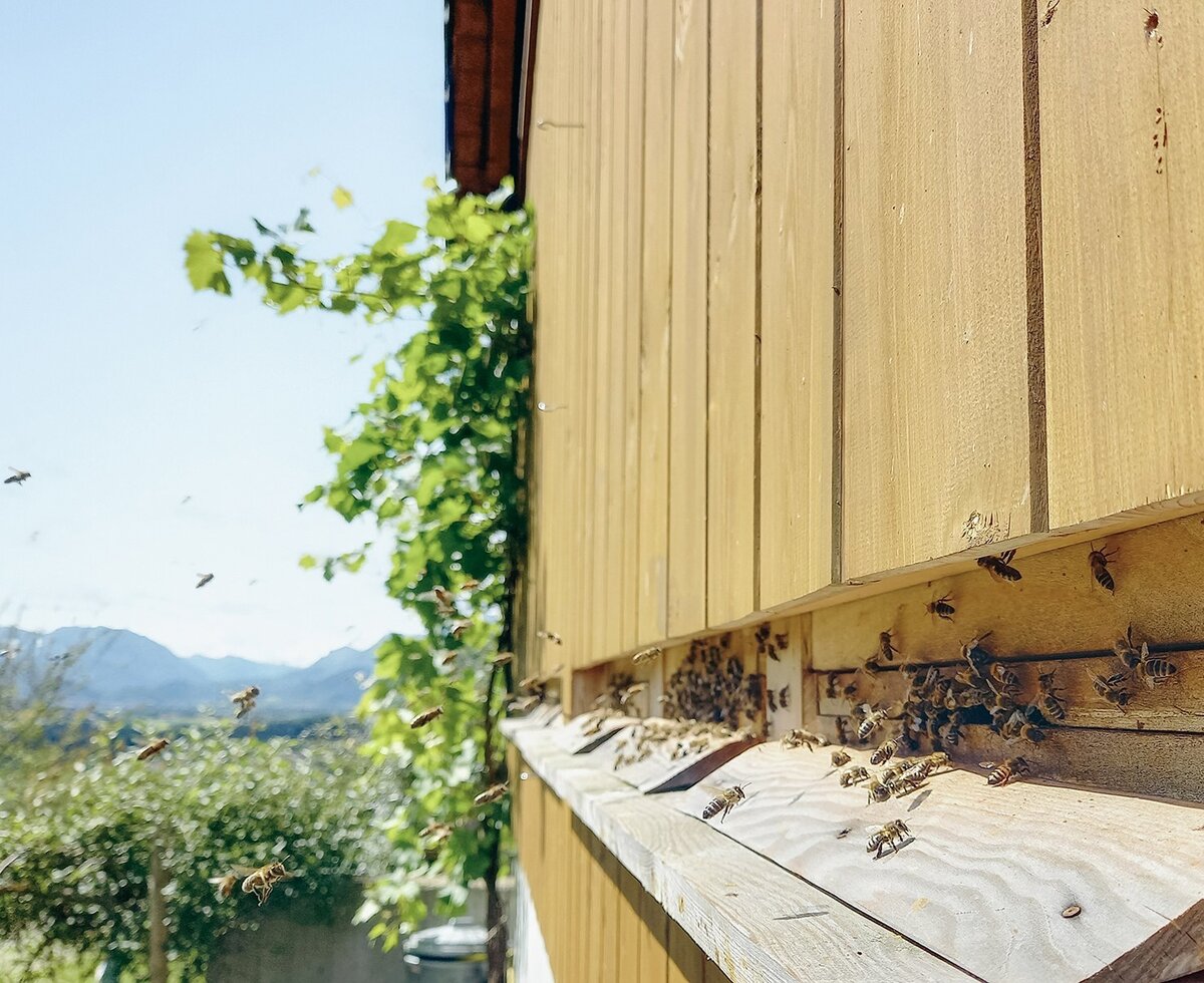 The farm's own apiary at the organic farm, featuring busy bees on a sunlit wooden wall.