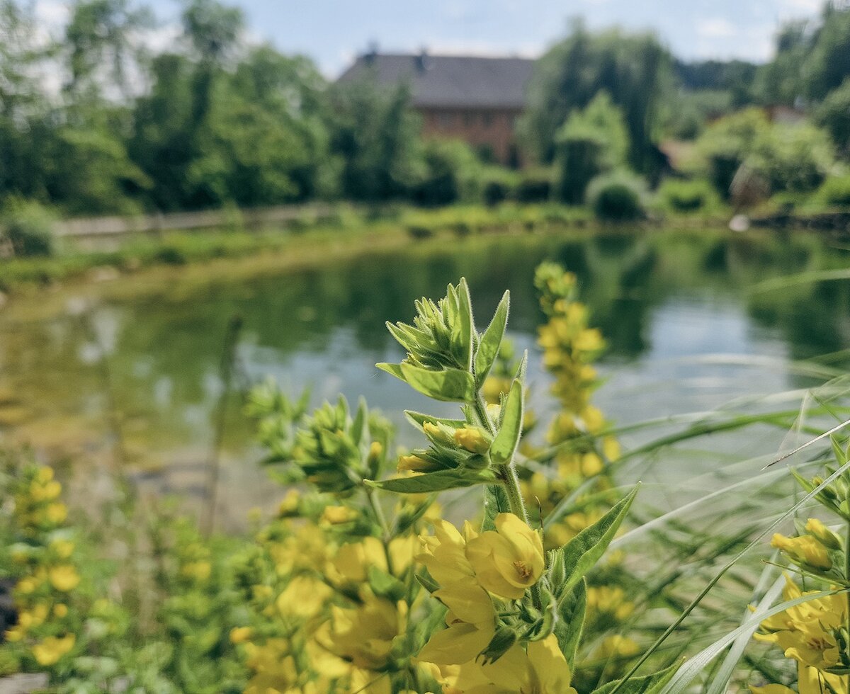 The apartment's idyllic, natural biotope with blooming wildflowers on the shore.