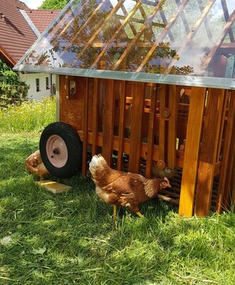 Chicken