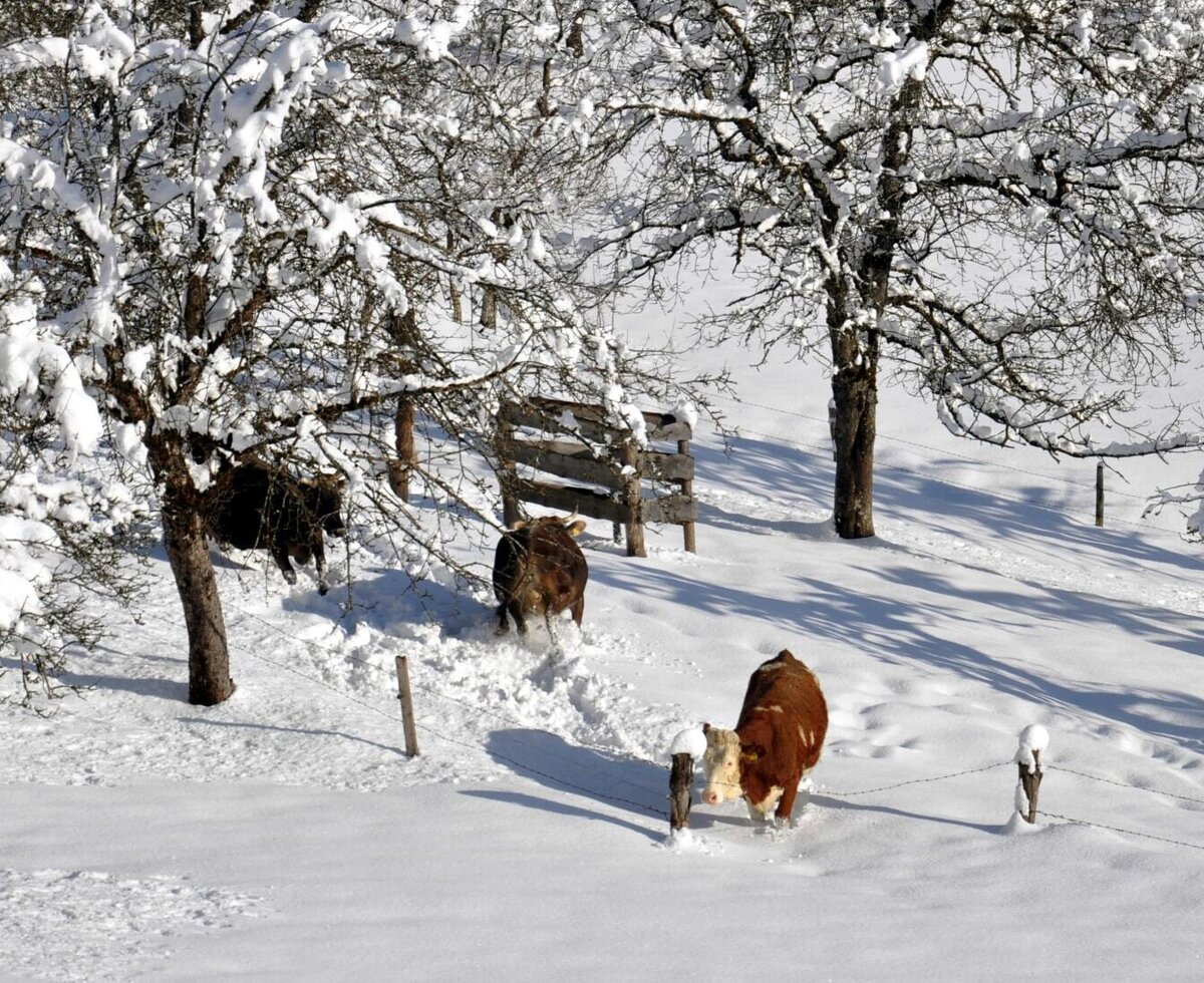 the cows love the snow