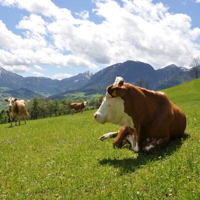 Cows in the farmhouse pasture with a mountain backdrop.