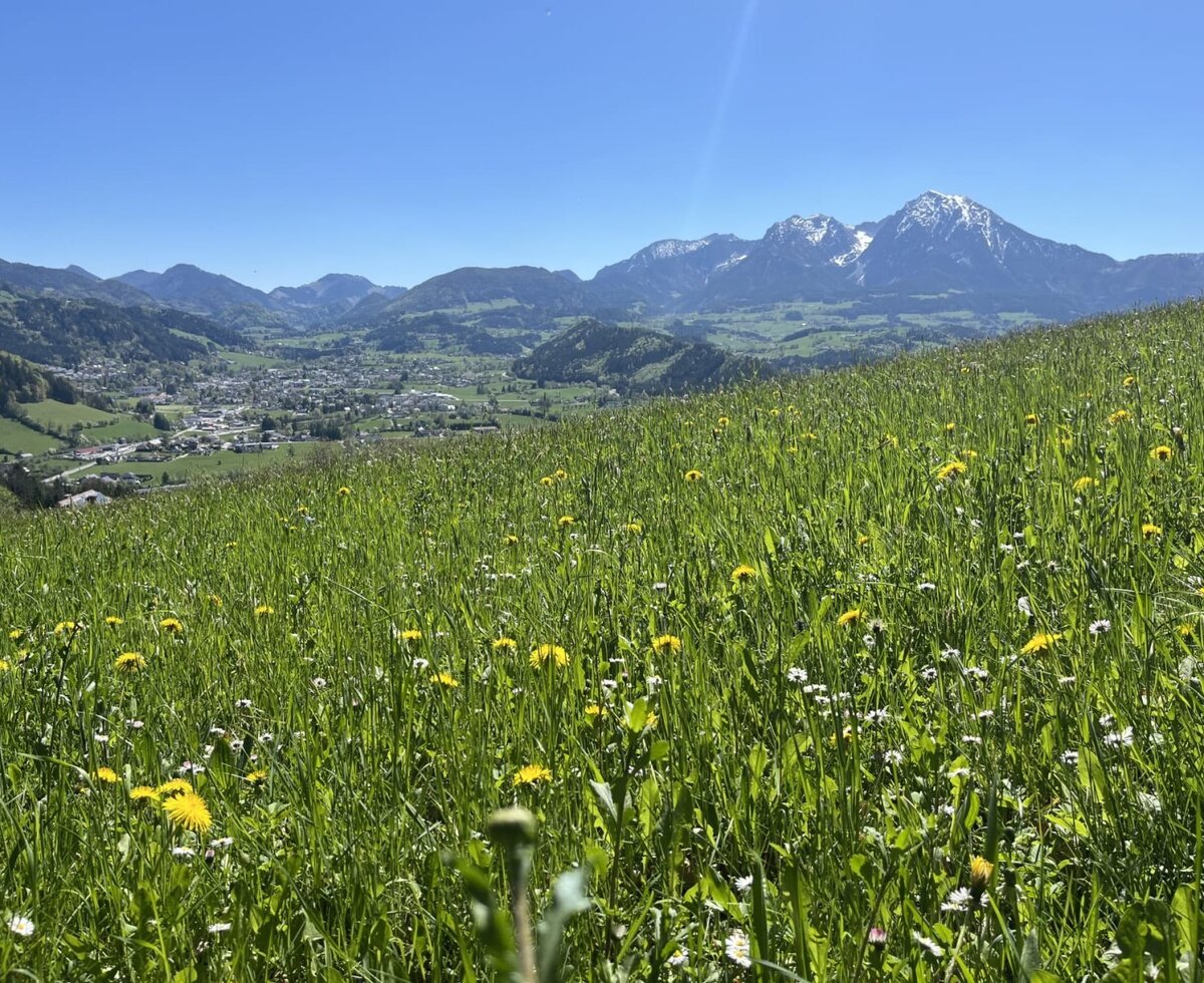 View from the farmhouse over a flowering meadow to a valley with a town and snow-capped mountains.
