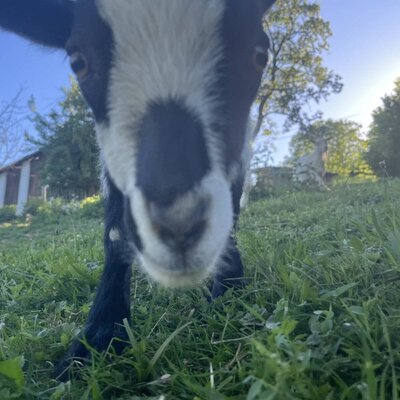 Close-up of a goat on the farmhouse property, looking directly at the camera.
