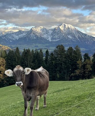 A cow in the farmhouse pasture with snow-capped mountains and pine trees in the background.