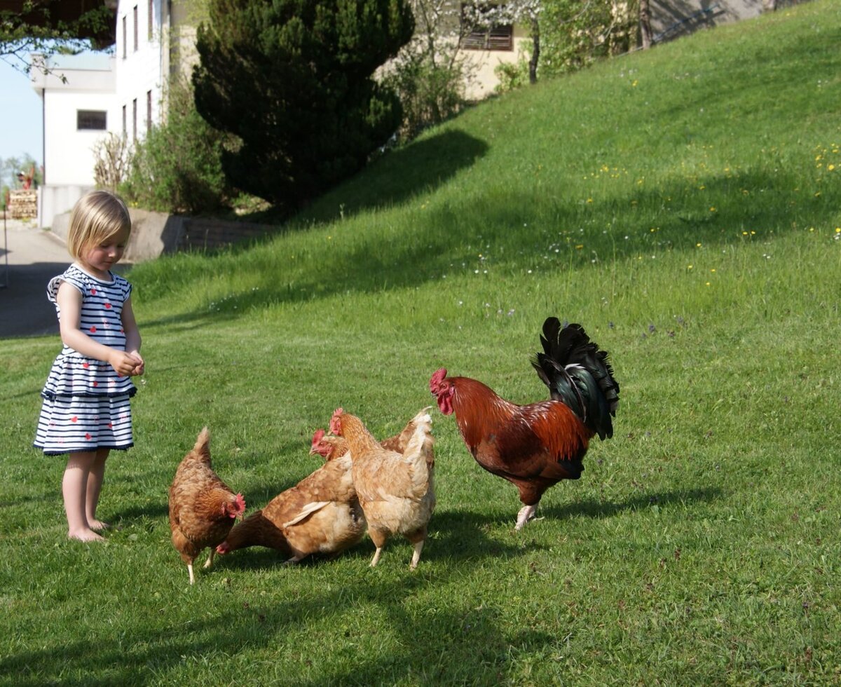 Children can interact with farm animals, such as chickens and a rooster, on the grassy grounds of the Farm House.