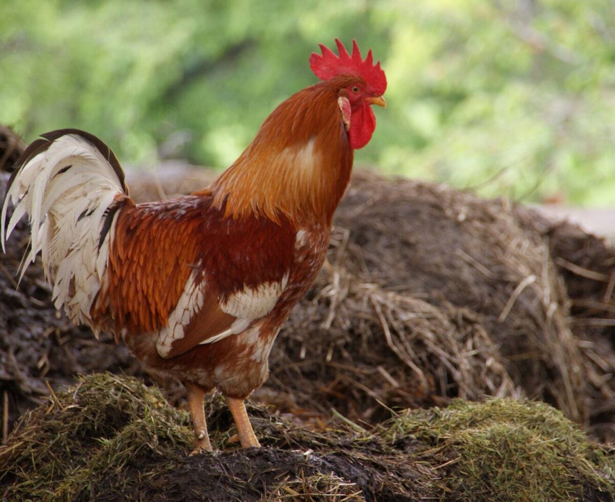 Cockerel