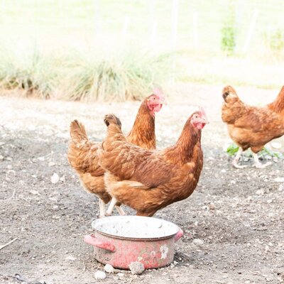 Brown chickens on the grounds of the Farm House.