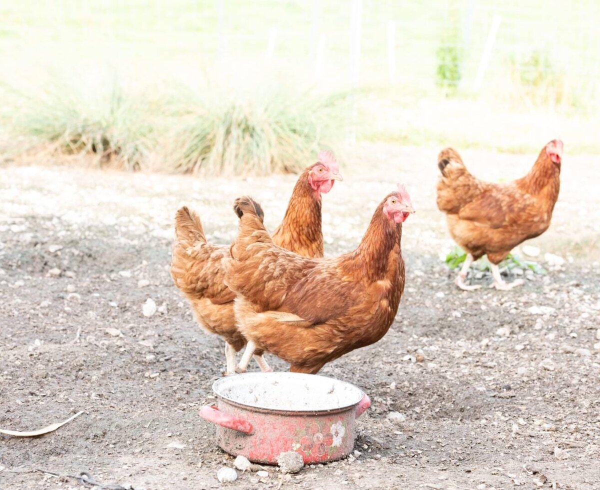 Brown chickens on the grounds of the Farm House.