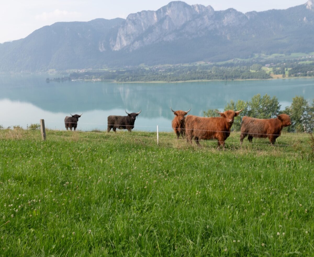 Highland cattle grazing in a field with a lake and mountains visible from the Farm House.