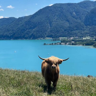 A shaggy Highland cow on the farmhouse's green pasture with scenic views of the turquoise lake and mountains.