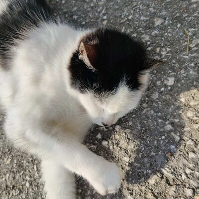 A black and white cat resting at the farmhouse.