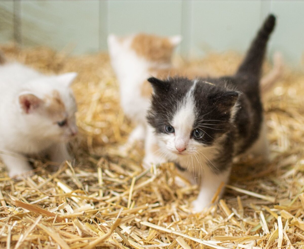 small cats