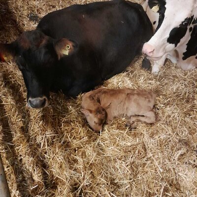 A cow and its calf resting on straw in the barn at the farm house.