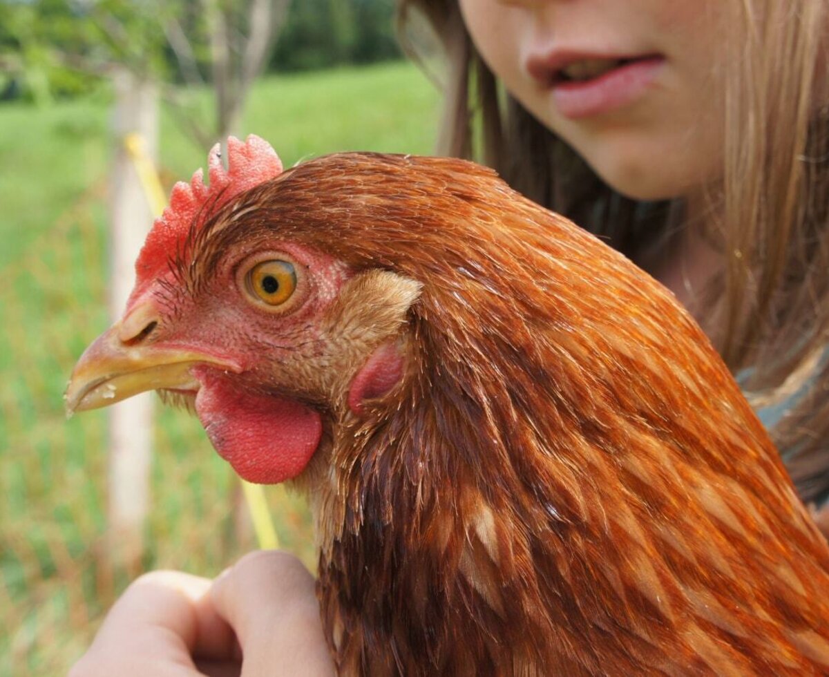children  friendly animals