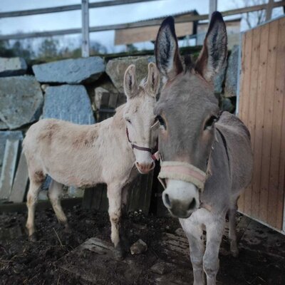 Two donkeys are present at the Farm House.