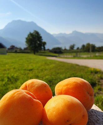 apricots
