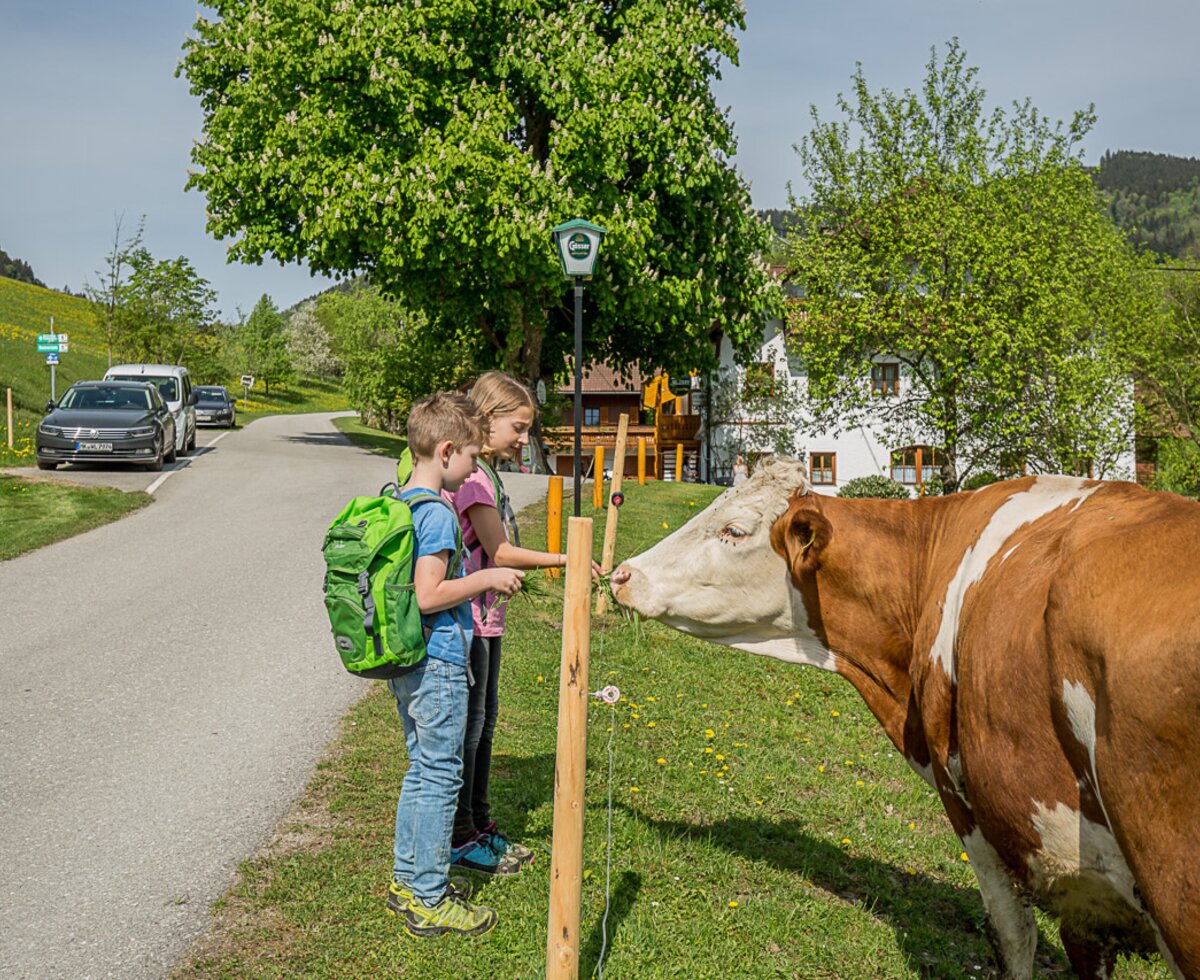 Our animals on the pasture