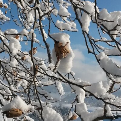 Snow-covered tree branches with the winter landscape of the Bauernhof in the background.