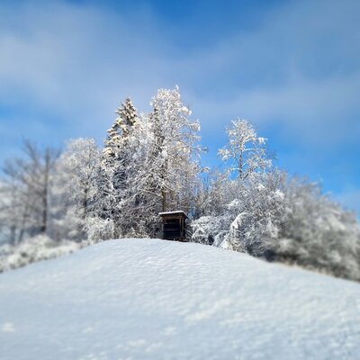 Snow-covered trees and a hunting stand on a snowy hill in the winter landscape surrounding the farmhouse.