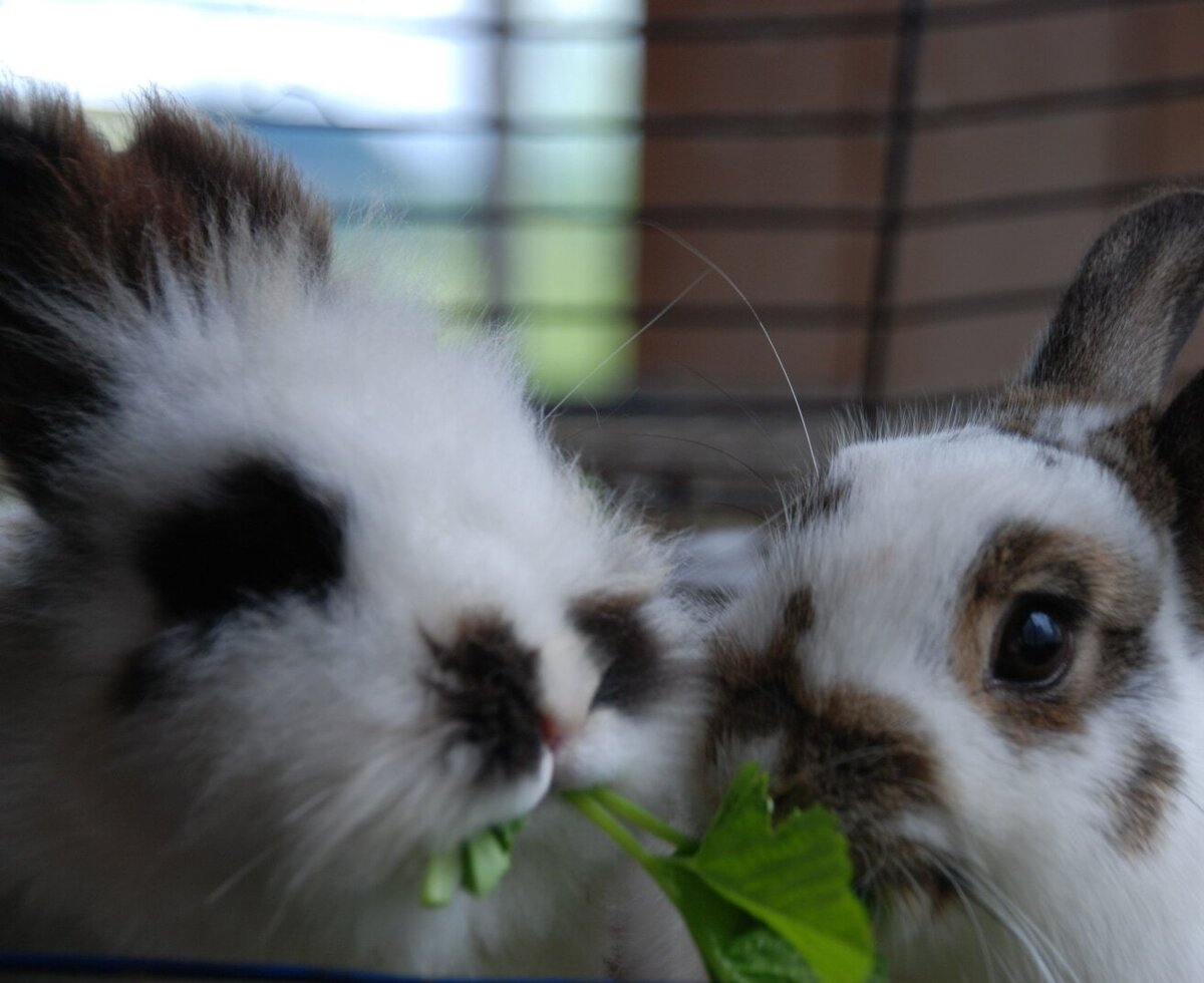 Hares