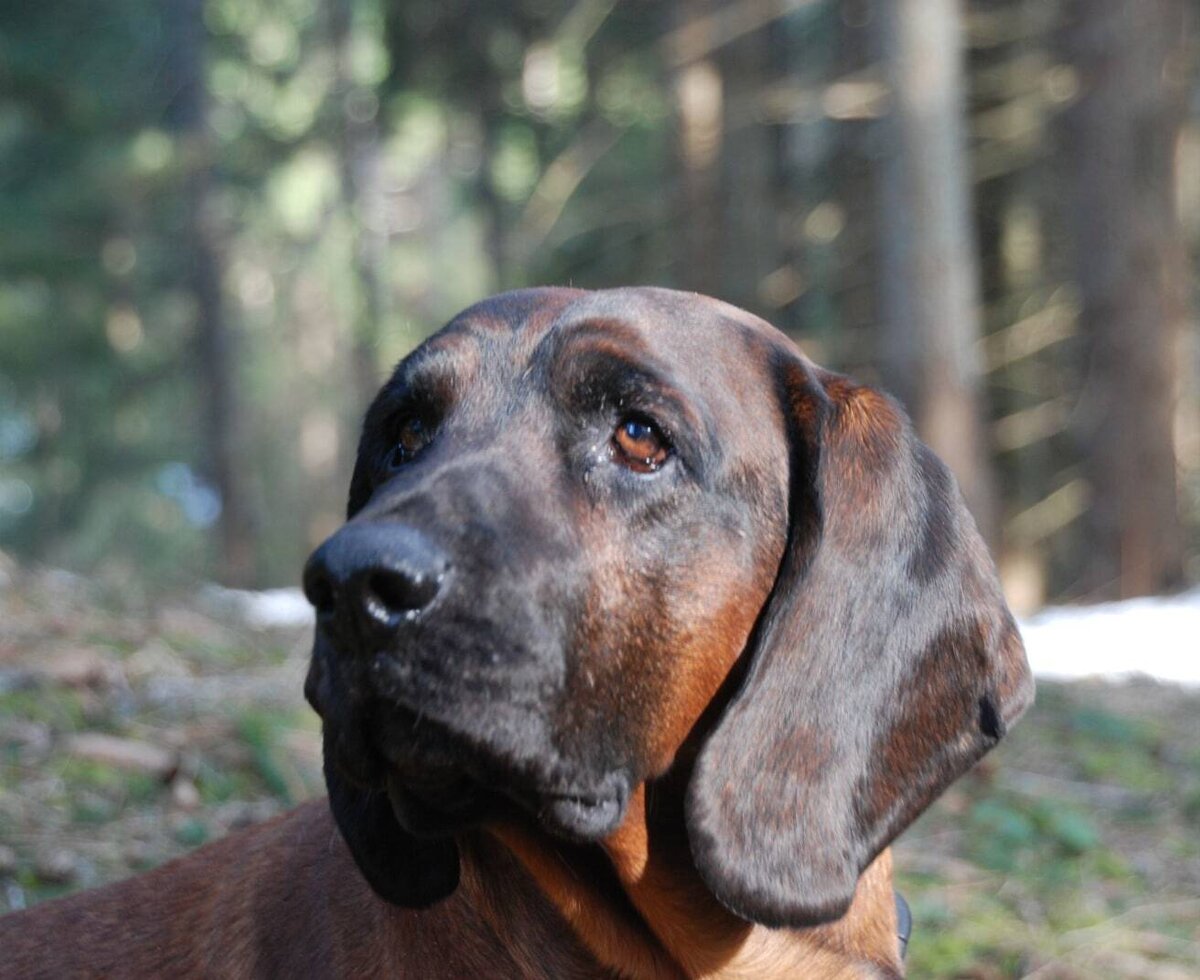 Gringo our dog