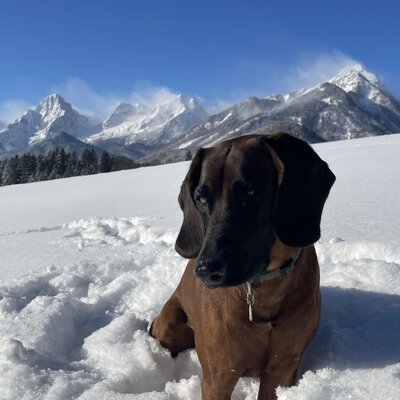 A dog in deep snow with snow-covered mountains in the background, illustrating the winter setting of the farmhouse.
