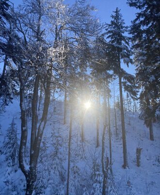 The sunlit, snow-covered forest surrounding the farmhouse.