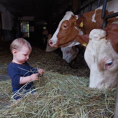 A child interacting with hay in the Farm House barn, next to feeding cows.