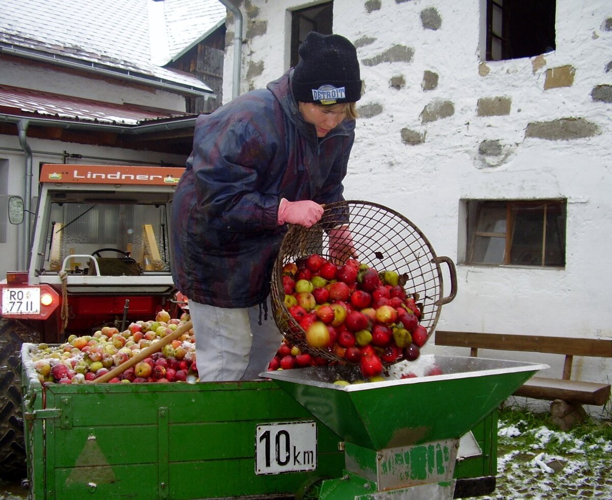 A person pours apples and pears from a basket into the pressing machine.