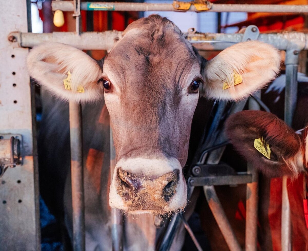 A brown cow with ear tags stands in a stall within the farmhouse barn.