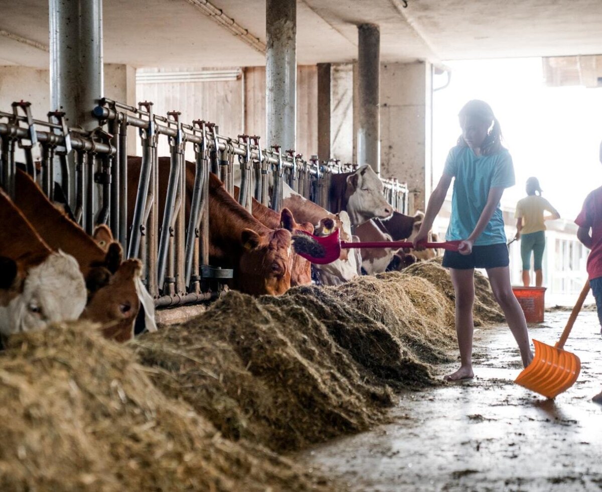 Children feeding cows in the barn of the farmhouse. ©TVB Mühlviertel Berlinger Justin