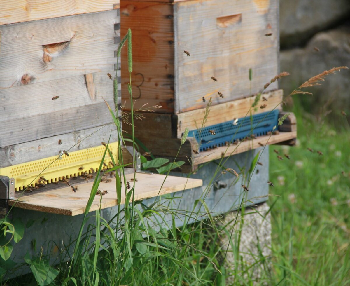 Active beehives in the natural surroundings of the Farm House.