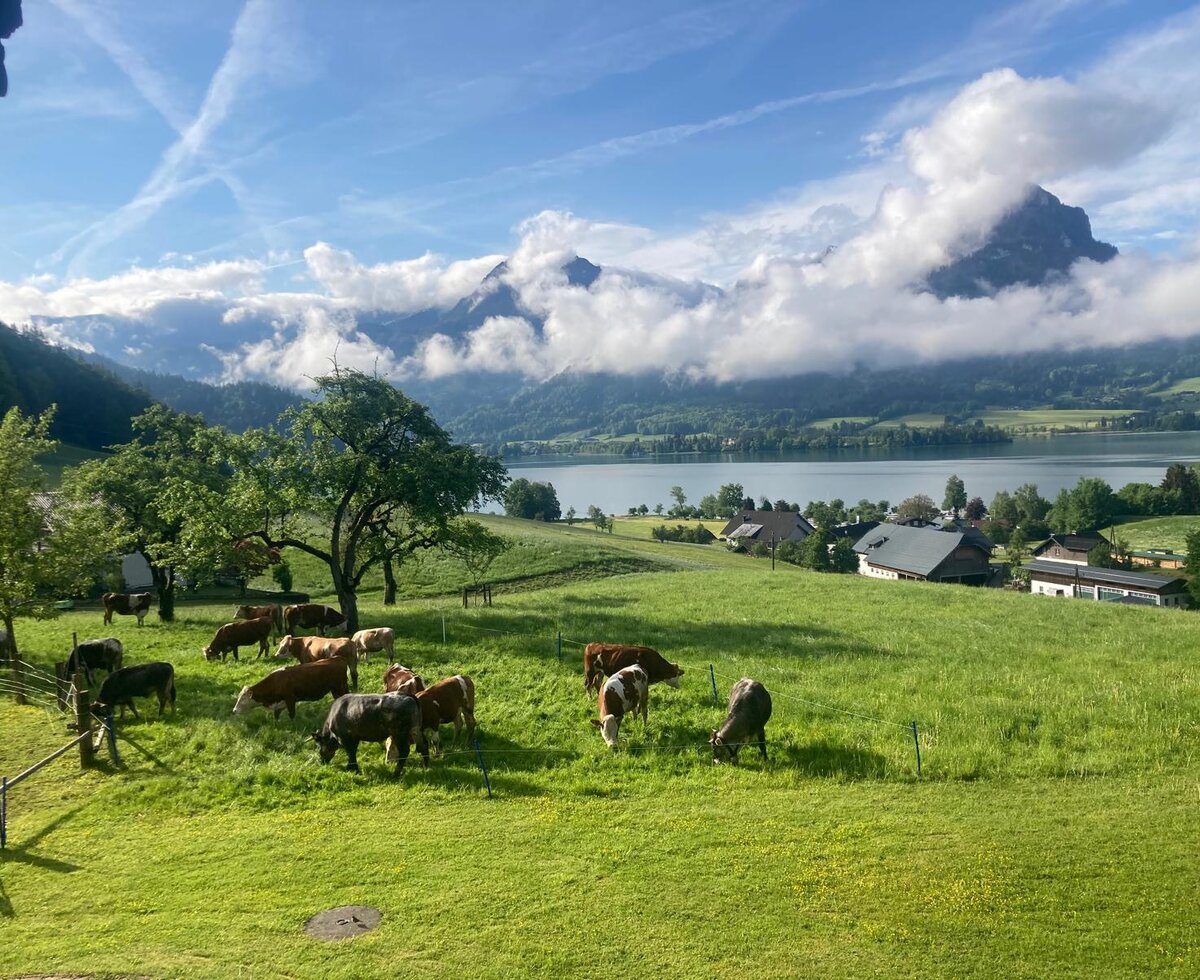 View with our heifers