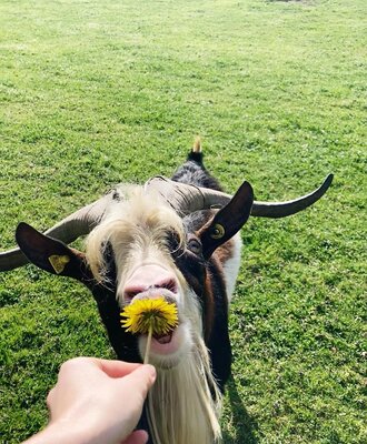 Our billy goat Gimba