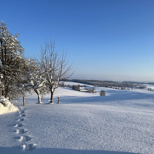 winter landscape