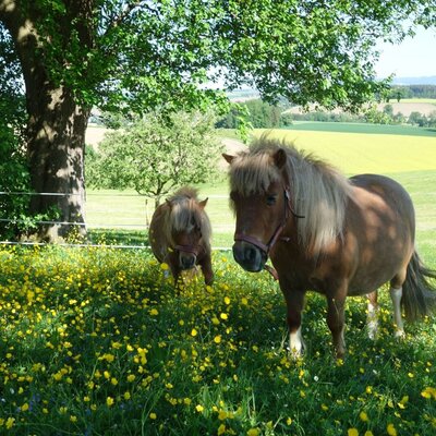Two ponies graze in a wildflower meadow at the Farm House, set against a rural landscape.