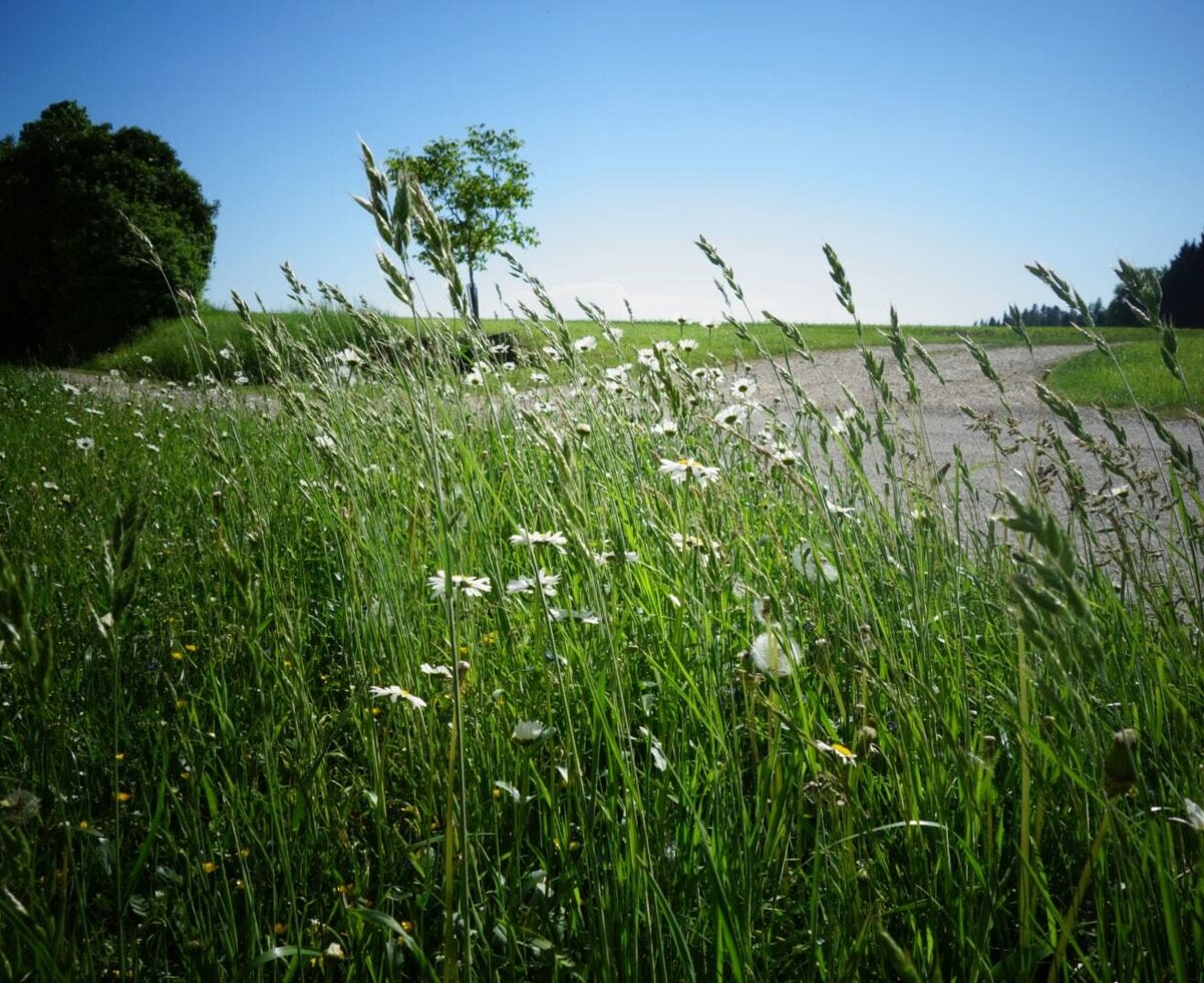 The grounds of the Farm House, featuring a meadow with wildflowers and a walking path.