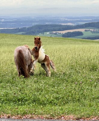 foal Juri with his mother Josie