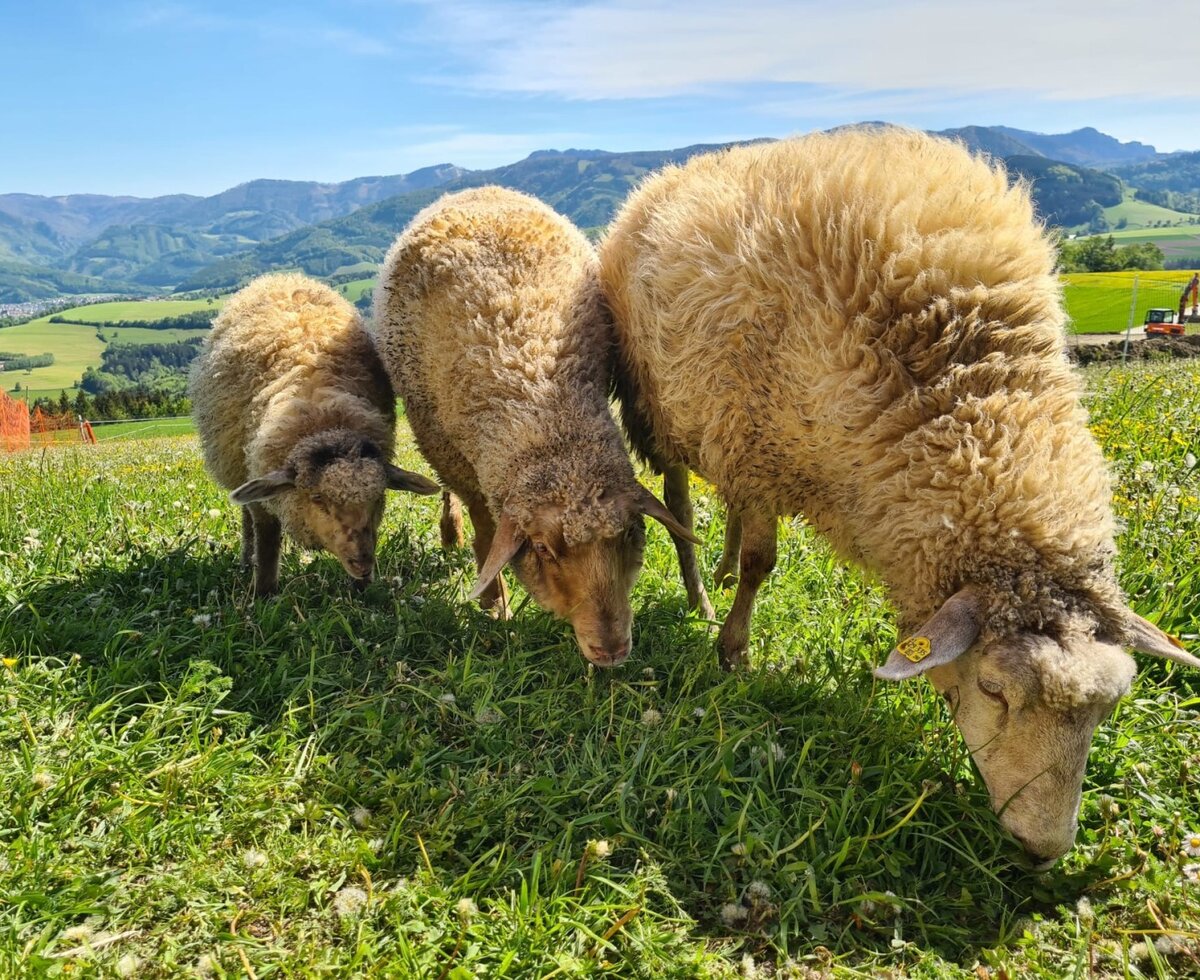 Sheep grazing on the farmhouse meadow with views of the surrounding mountain landscape.
