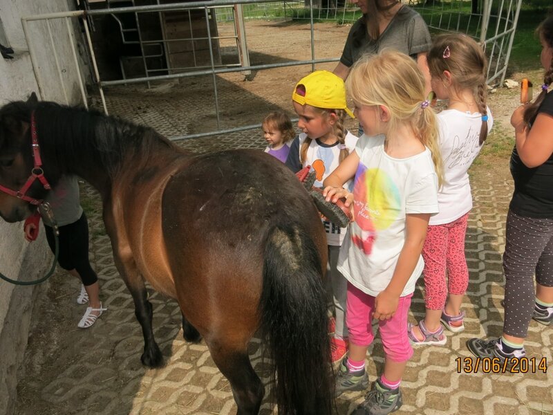 Pony