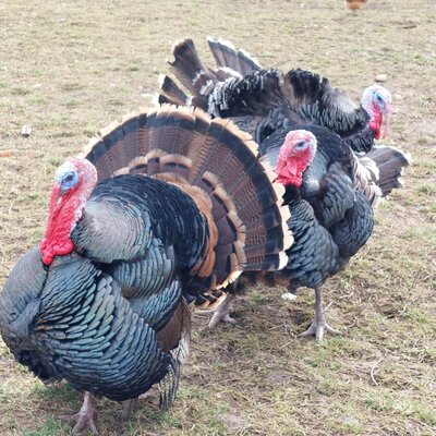 Anton and Trude our turkeys