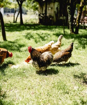 Chickens and a rooster on the lawn of the Bio-Austria certified farm.