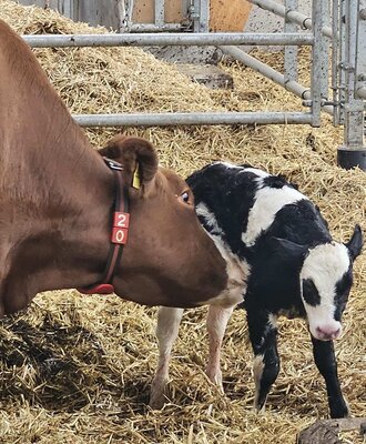 A cow and its calf in the animal welfare stable of the Appartements' Bio-Austria farm.