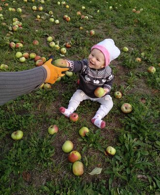 A baby sits on the grass surrounded by fallen apples, receiving another apple at the farm house.